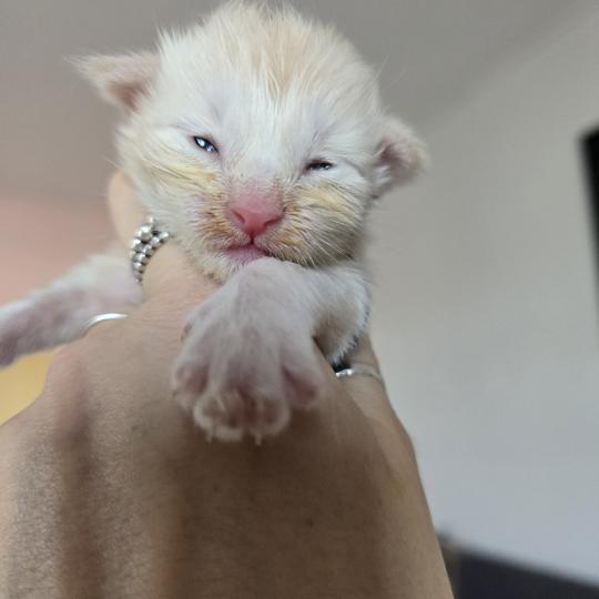 chaton Maine coon red silver blotched tabby Balzac Chatterie des Sept Phoenix red silver blotched tabby