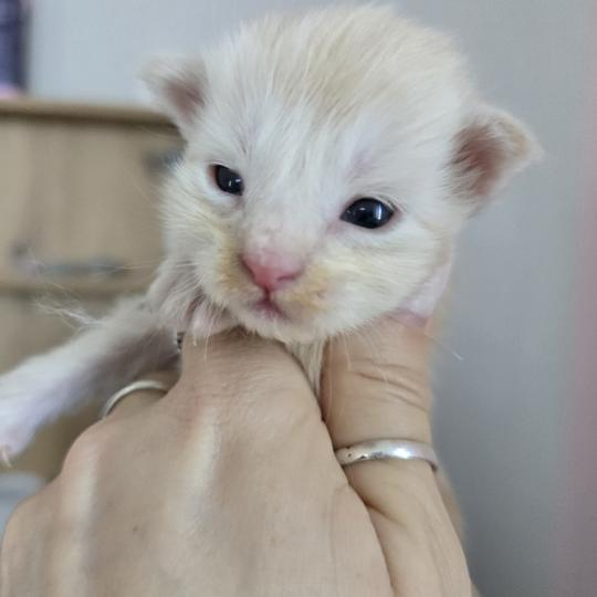 chaton Maine coon red silver blotched tabby Balzac Chatterie des Sept Phoenix red silver blotched tabby