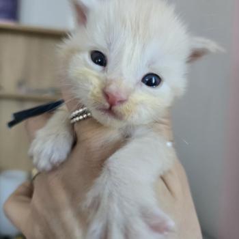Balzac Des Sept Phoenix Mâle Maine coon