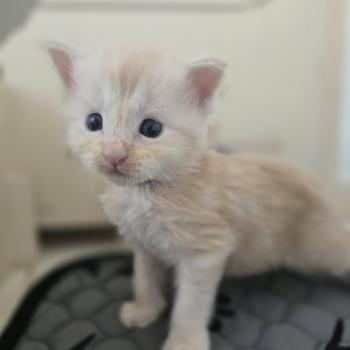 Balzac Des Sept Phoenix Mâle Maine coon