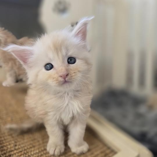 chaton Maine coon red silver blotched tabby Balzac Chatterie des Sept Phoenix red silver blotched tabby