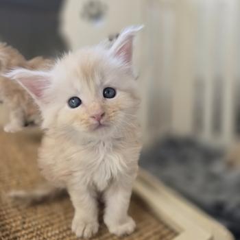 Balzac Des Sept Phoenix Mâle Maine coon