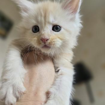 Balzac Des Sept Phoenix Mâle Maine coon