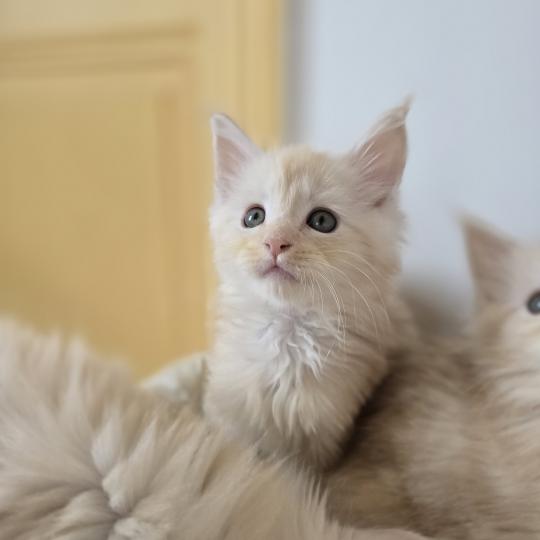 chaton Maine coon red silver blotched tabby Balzac Chatterie des Sept Phoenix red silver blotched tabby