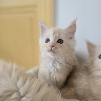 Balzac Des Sept Phoenix Mâle Maine coon