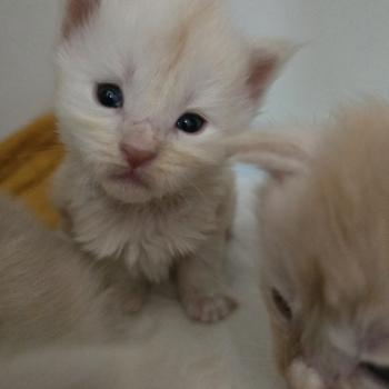 Beauty Des Sept Phoenix Femelle Maine coon