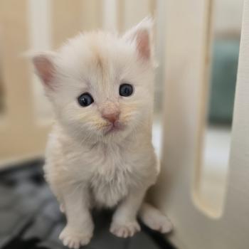 Beauty Des Sept Phoenix Femelle Maine coon