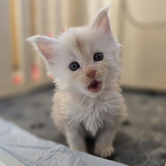 chaton Maine coon red smoke Beauty Chatterie des Sept Phoenix red smoke 