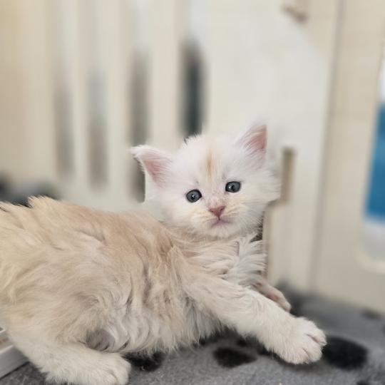 chaton Maine coon red smoke Beauty Chatterie des Sept Phoenix red smoke 