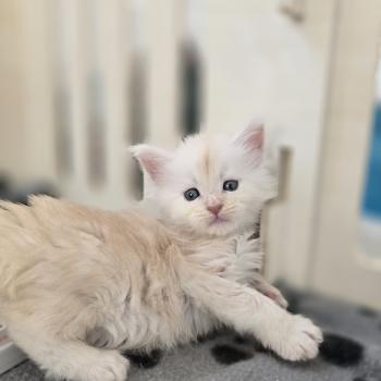 Beauty Des Sept Phoenix Femelle Maine coon