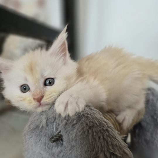 chaton Maine coon red smoke Beauty Chatterie des Sept Phoenix red smoke 