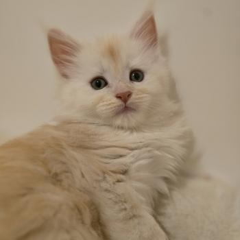 Beauty Des Sept Phoenix Femelle Maine coon
