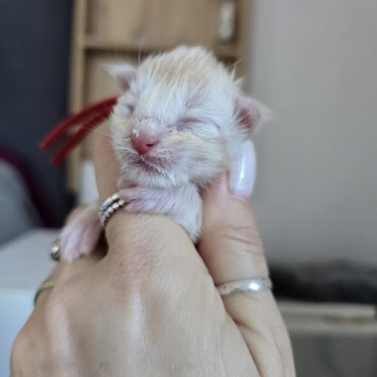 chaton Maine coon red silver blotched tabby Belly Chatterie des Sept Phoenix red silver blotched tabby