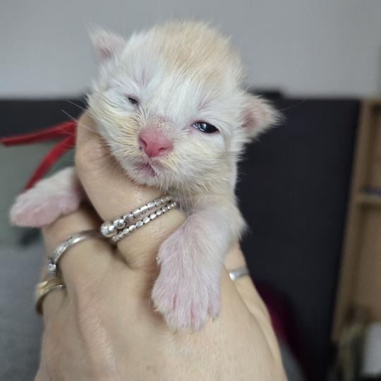 chaton Maine coon red silver blotched tabby Belly Chatterie des Sept Phoenix red silver blotched tabby