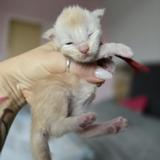 chaton Maine coon red silver blotched tabby Belly Chatterie des Sept Phoenix red silver blotched tabby