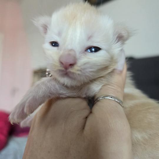 chaton Maine coon red silver blotched tabby Belly Chatterie des Sept Phoenix red silver blotched tabby