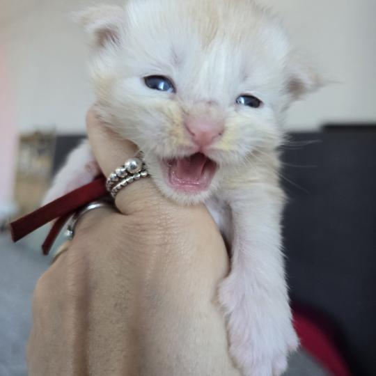 chaton Maine coon red silver blotched tabby Belly Chatterie des Sept Phoenix red silver blotched tabby