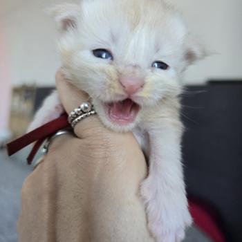 Belly Des Sept Phoenix Femelle Maine coon