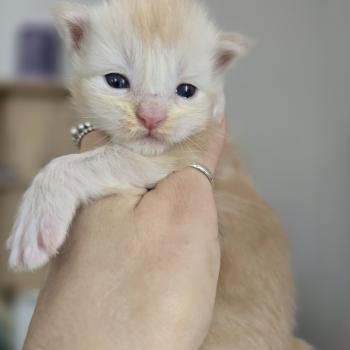 Belly Des Sept Phoenix Femelle Maine coon