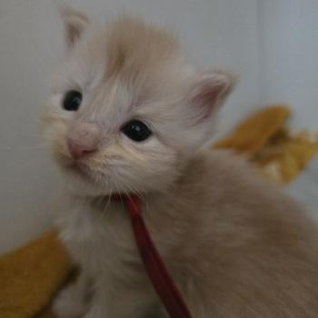 Belly Des Sept Phoenix Femelle Maine coon