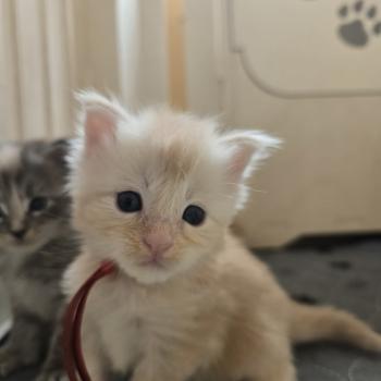 Belly Des Sept Phoenix Femelle Maine coon