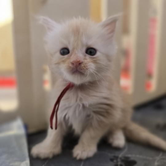 chaton Maine coon red silver blotched tabby Belly Chatterie des Sept Phoenix red silver blotched tabby