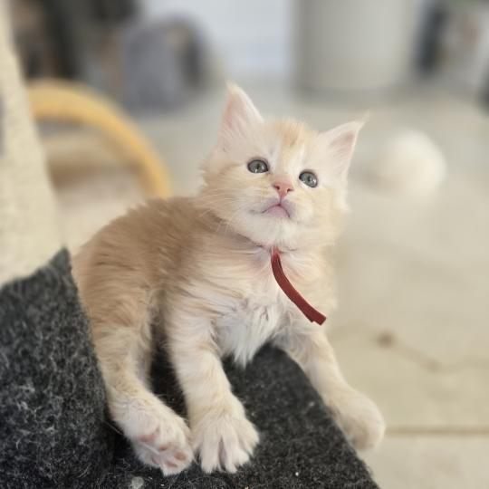 chaton Maine coon red silver blotched tabby Belly Chatterie des Sept Phoenix red silver blotched tabby