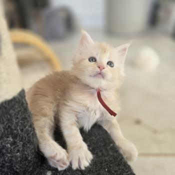 Belly Des Sept Phoenix Femelle Maine coon