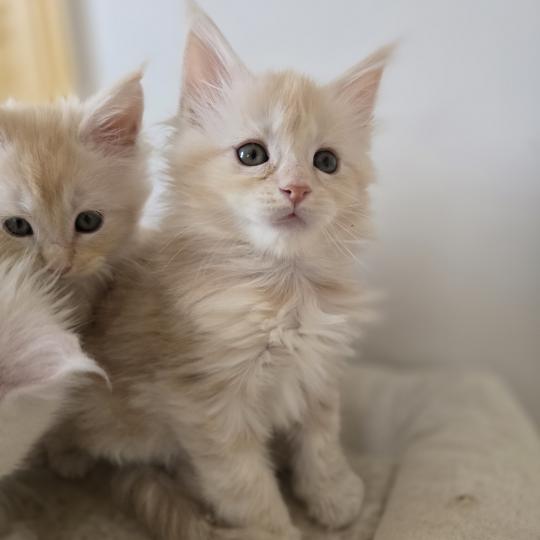 chaton Maine coon red silver blotched tabby Belly Chatterie des Sept Phoenix red silver blotched tabby