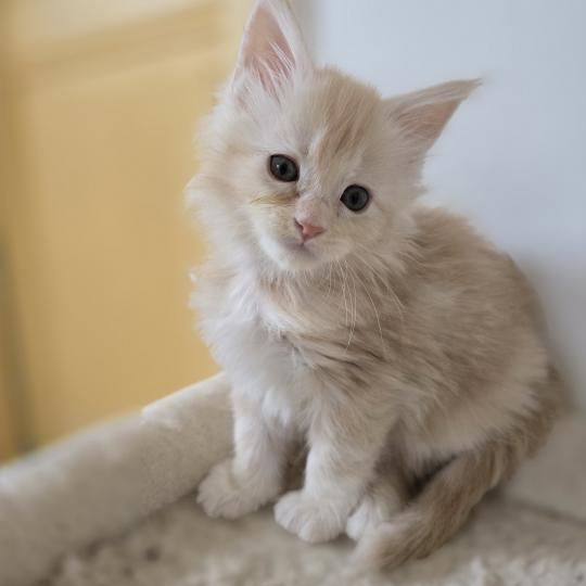 chaton Maine coon red silver blotched tabby Belly Chatterie des Sept Phoenix red silver blotched tabby