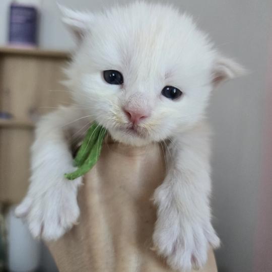 chaton Maine coon red silver blotched tabby Berlioz Chatterie des Sept Phoenix red silver blotched tabby