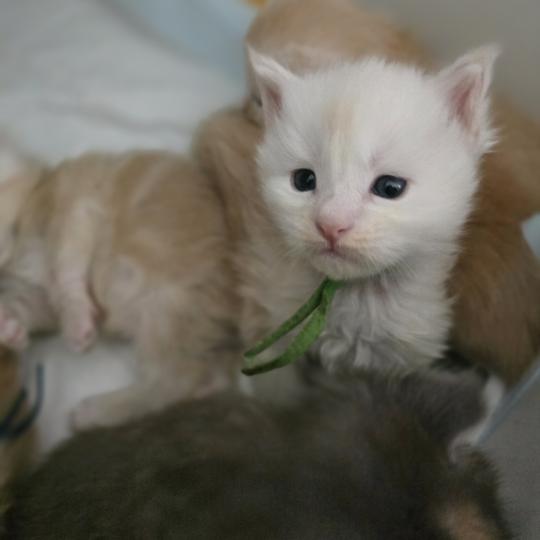 chaton Maine coon red silver blotched tabby Berlioz Chatterie des Sept Phoenix red silver blotched tabby