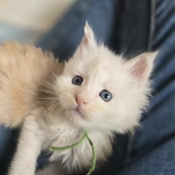 Berlioz Des Sept Phoenix Mâle Maine coon