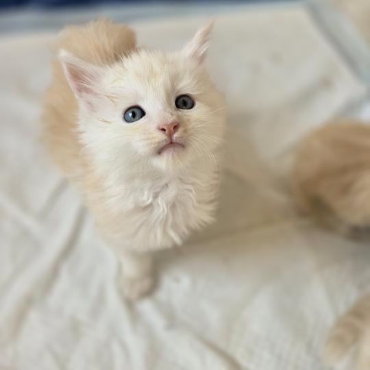 chaton Maine coon red silver blotched tabby Berlioz Chatterie des Sept Phoenix red silver blotched tabby