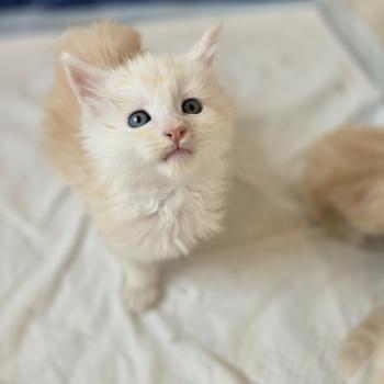 Berlioz Des Sept Phoenix Mâle Maine coon