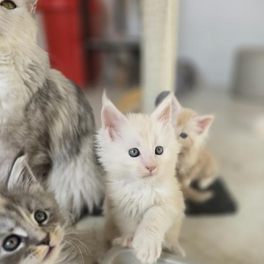 chaton Maine coon red silver blotched tabby Berlioz Chatterie des Sept Phoenix red silver blotched tabby