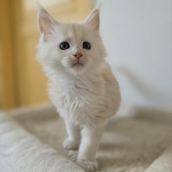 Berlioz Des Sept Phoenix Mâle Maine coon