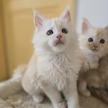 Berlioz Des Sept Phoenix Mâle Maine coon
