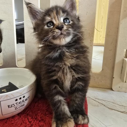 chaton Maine coon brown tortie blotched tabby Brescia Chatterie des Sept Phoenix brown tortie blotched tabby