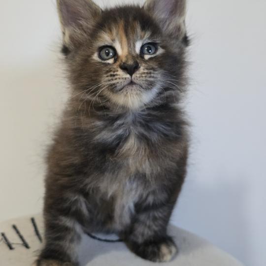 chaton Maine coon brown tortie blotched tabby Brescia Chatterie des Sept Phoenix brown tortie blotched tabby
