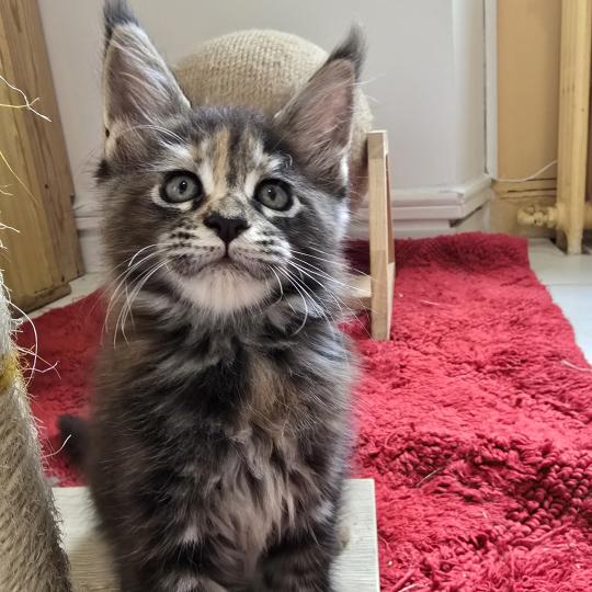 chaton Maine coon brown tortie blotched tabby Brescia Chatterie des Sept Phoenix brown tortie blotched tabby