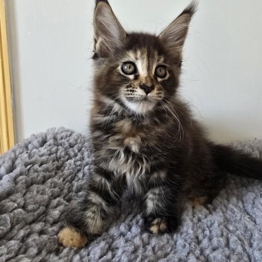 chaton Maine coon brown tortie blotched tabby Brescia Chatterie des Sept Phoenix brown tortie blotched tabby