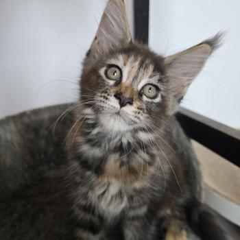 Brescia Des Sept Phoenix Femelle Maine coon