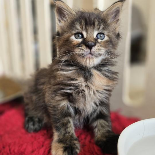 chaton Maine coon brown tortie mackerel tabby Beverly Chatterie des Sept Phoenix brown tortie mackerel tabby