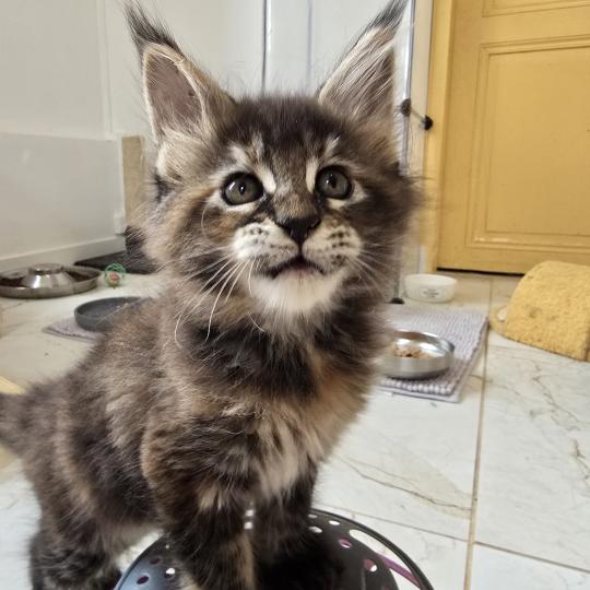 chaton Maine coon brown tortie mackerel tabby Beverly Chatterie des Sept Phoenix brown tortie mackerel tabby
