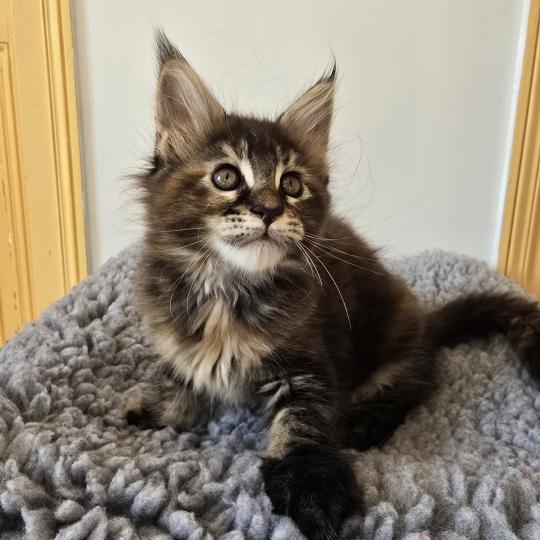 chaton Maine coon brown tortie mackerel tabby Beverly Chatterie des Sept Phoenix brown tortie mackerel tabby