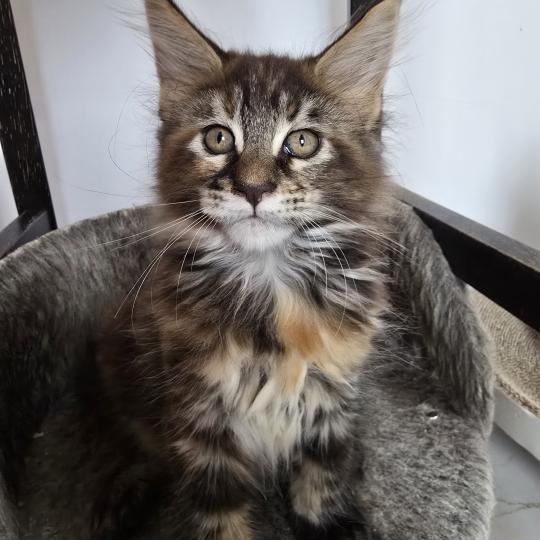 chaton Maine coon brown tortie mackerel tabby Beverly Chatterie des Sept Phoenix brown tortie mackerel tabby
