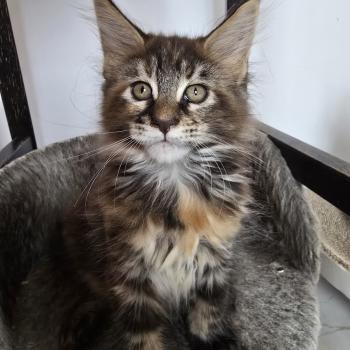 Beverly Des Sept Phoenix Femelle Maine coon