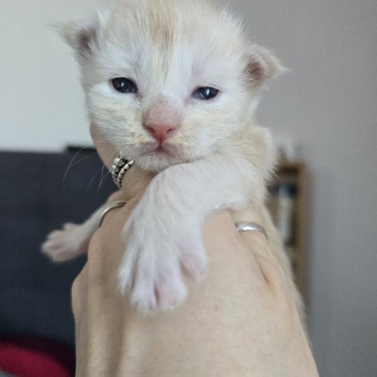 chaton Maine coon red silver blotched tabby Bianca Chatterie des Sept Phoenix red silver blotched tabby