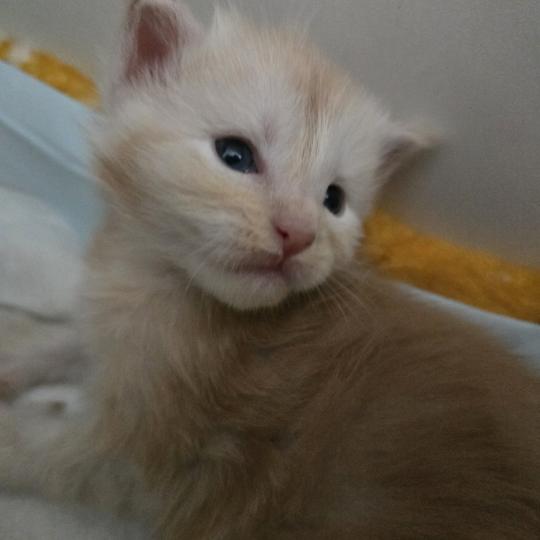 chaton Maine coon red silver blotched tabby Bianca Chatterie des Sept Phoenix red silver blotched tabby